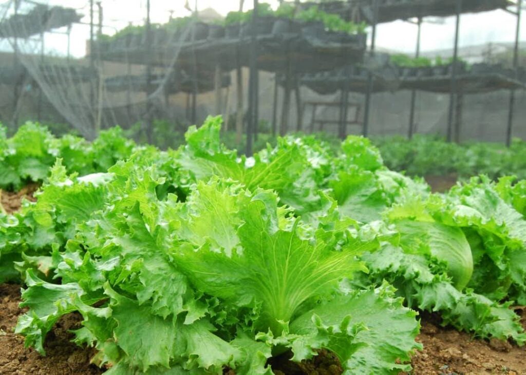 ICEBERG lettuce - miango integrated farms