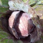purple cabbage - miango integrated farms