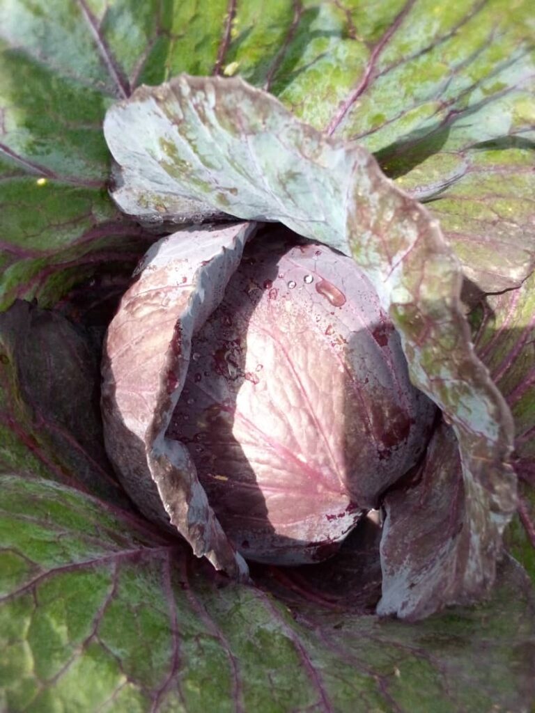purple cabbage - miango integrated farms