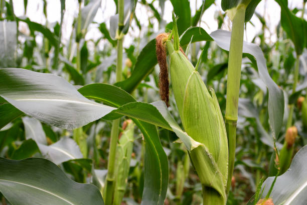 maize - miango integrated farms