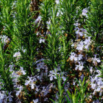 rosemary - miango integrated farms