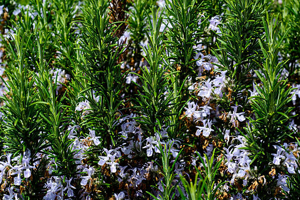 rosemary - miango integrated farms