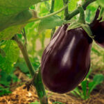 Aubergine - Miango integrated farms