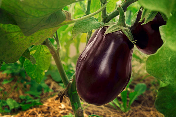 Aubergine - Miango integrated farms