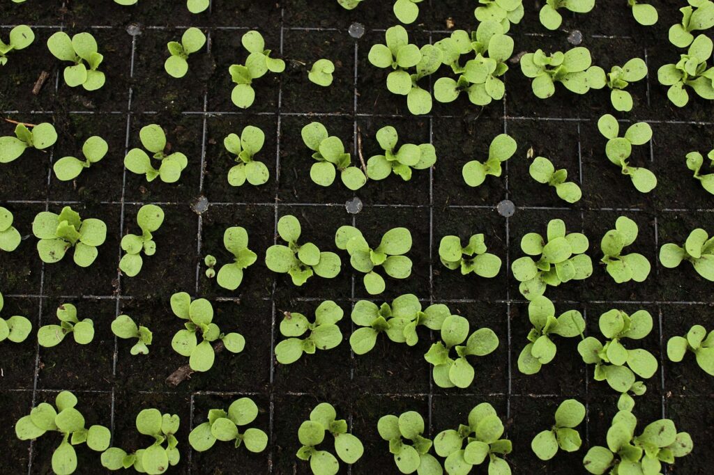 seedlings, greens, plants-5061179.jpg